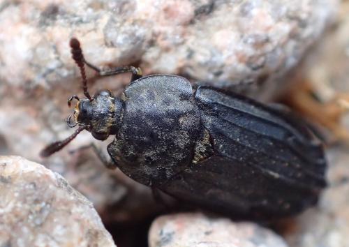 Thanatophilus sinuatus